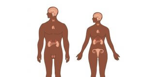 Endokrin Bezleri Ve Hormonları
