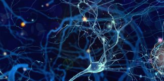 Hormonal Sistem Nedir?